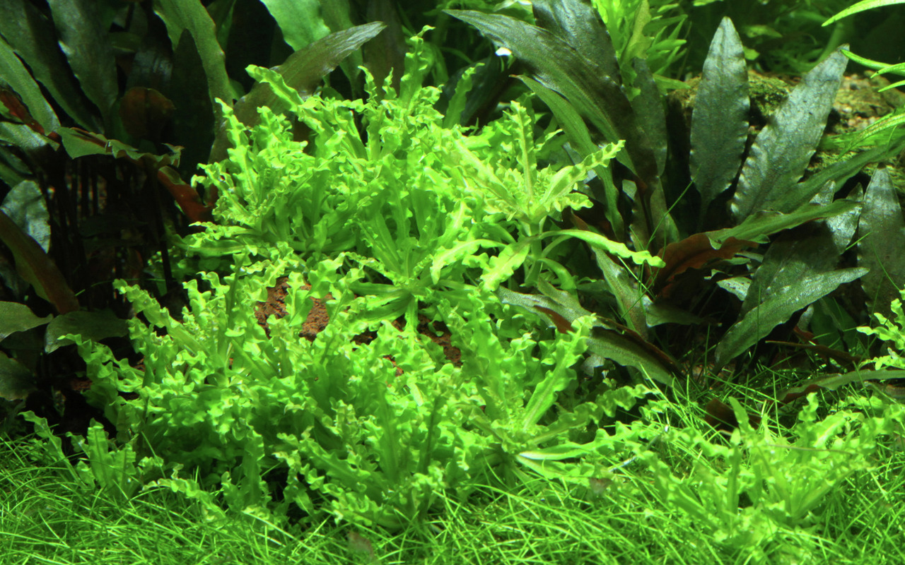 Tropica Cryptocoryne Flamingo, Aquarienpflanze, für Süßwasseraquarien, leuchtend grüne Blätter, ideal für Fische & Garnelen.