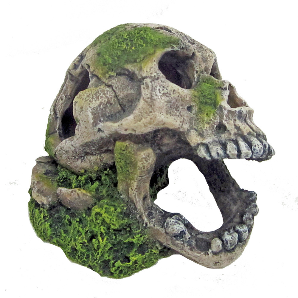 Amtra Totenkopf-Aquarienfigur, realistisch mit Moosakzenten, für Aquarienliebhaber, mystische Atmosphäre.