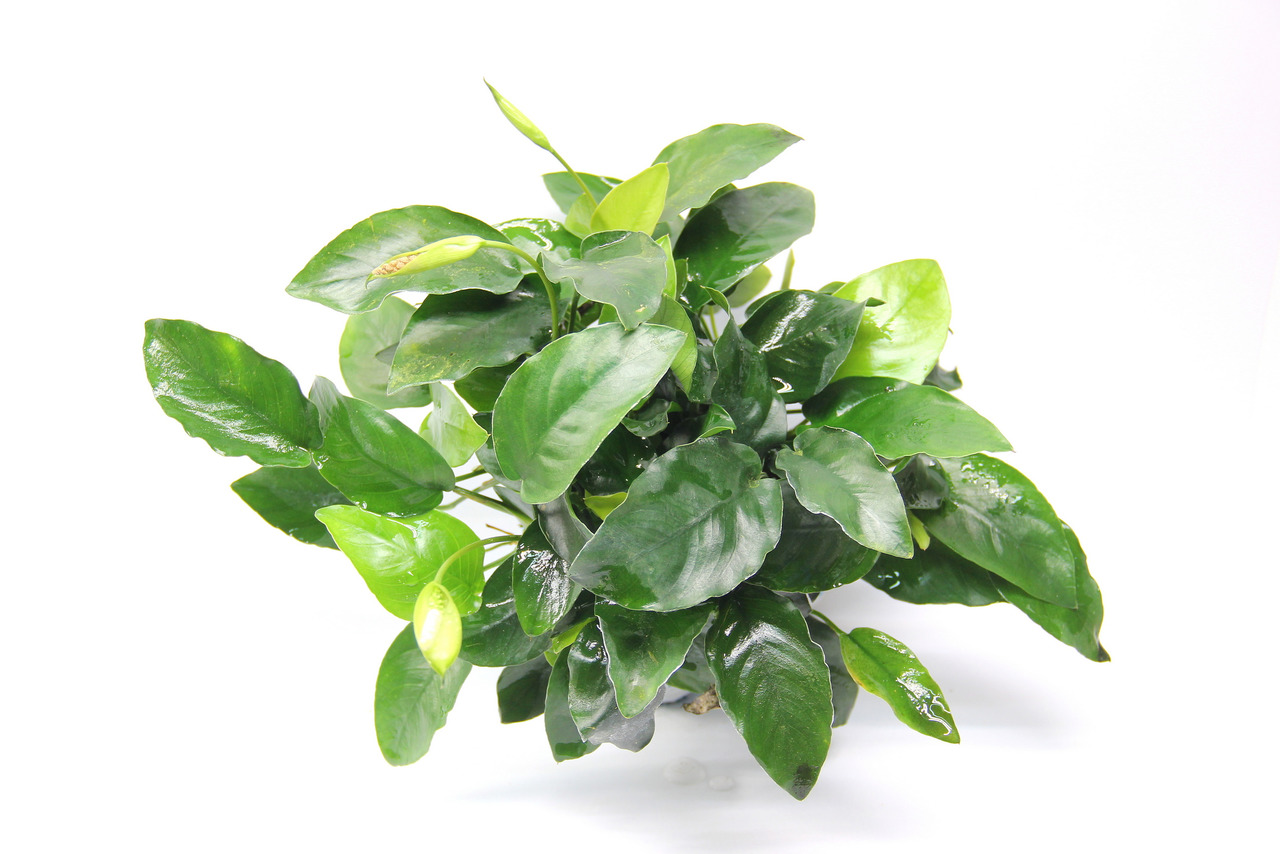 ALOHA Anubias barteri var. BIGFOOT XL