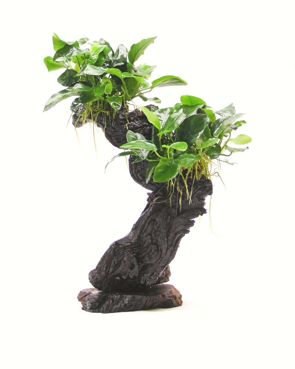 ALOHA Aquarienpflanze, grün, dichte Blätter, feine Wurzeln, auf künstl. Baumstamm, ideal für realistische Unterwasserlandschaften.