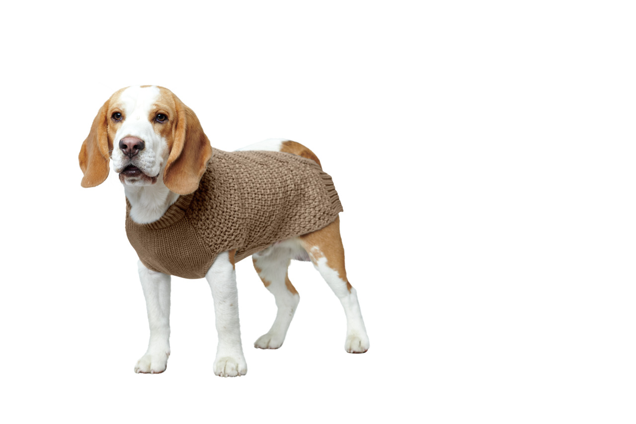 Das Bild zeigt einen Beagle-Hund, der einen braunen Strickpullover der Marke HUNTER trägt. Der Pullover ist speziell für Hunde entwickelt und bietet Wärme und Komfort, ideal für kältere Tage. Zielgruppe sind Hundehalter, die Wert auf stilvolle und funktio