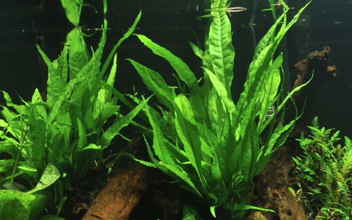 Tropica Microsorum pteropus (Javafarn), Wasserpflanze f. Aquarien, leuchtend grün, ideal f. Fische, Verstecke, dichte Blätter.