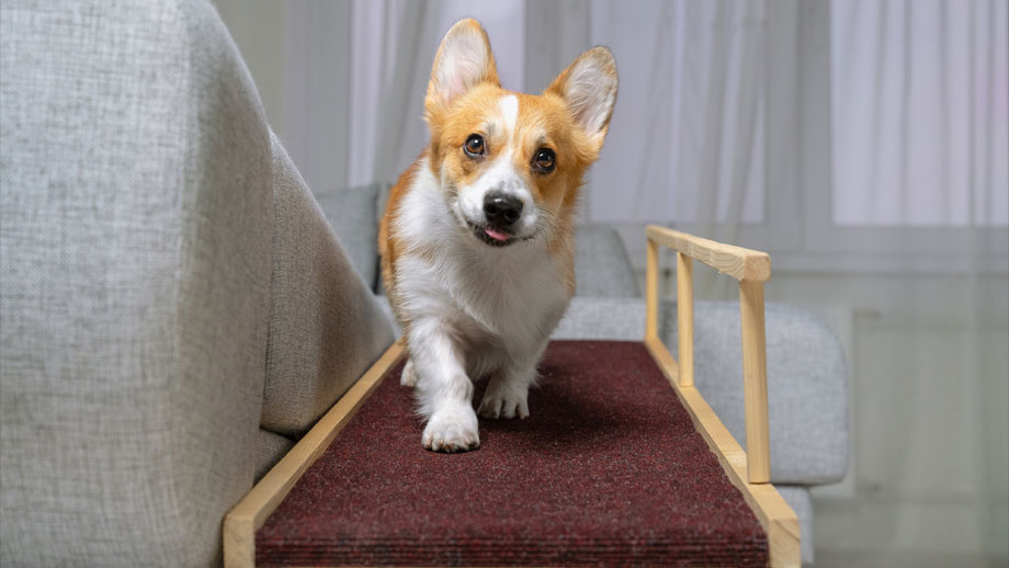 Corgi auf rutschfester Rampe