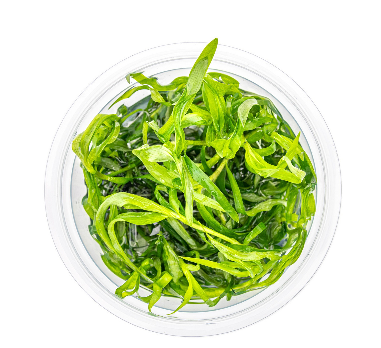 Transparente Plastikschale mit grünem Wassersalat, ideal für Aquarien-Teiche. Gesund, leuchtend grün.