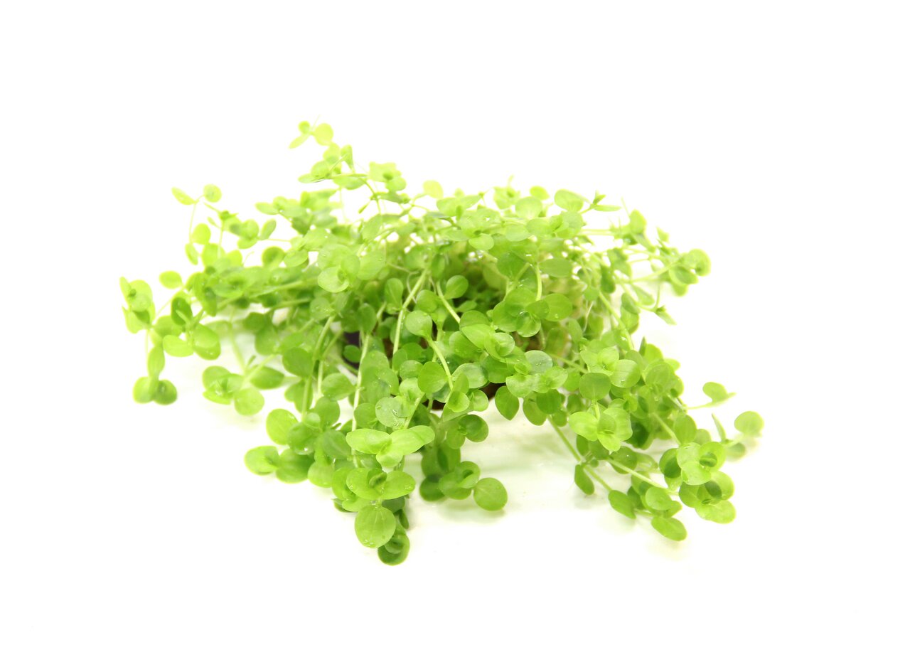 Ein frisches Bündel von grünem, lebendigem Micranthemum-Kraut, auch bekannt als Perlkraut, liegt auf einem weißen Hintergrund. Die kleinen, runden Blätter sind hellgrün und dicht angeordnet, was die Pflanze ideal für Aquarien oder dekorative Zwecke macht.