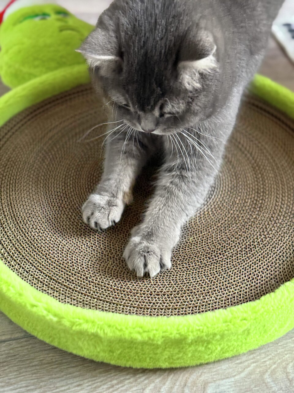 Eine graue Katze kratzt auf einer runden Kratzmatte aus Karton mit grünem Rand. Ideal für Katzen zum Spielen und Pflegen.