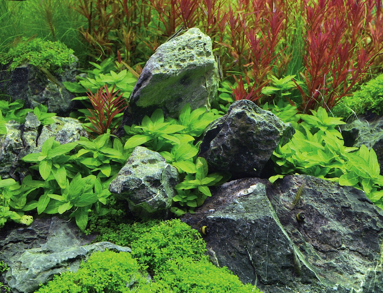 Detailreiche Unterwasserlandschaft im Aquarium mit Steinen, grünen Pflanzen, roten Akzenten, Moosen, Bodendeckern und hoher Harmonie.