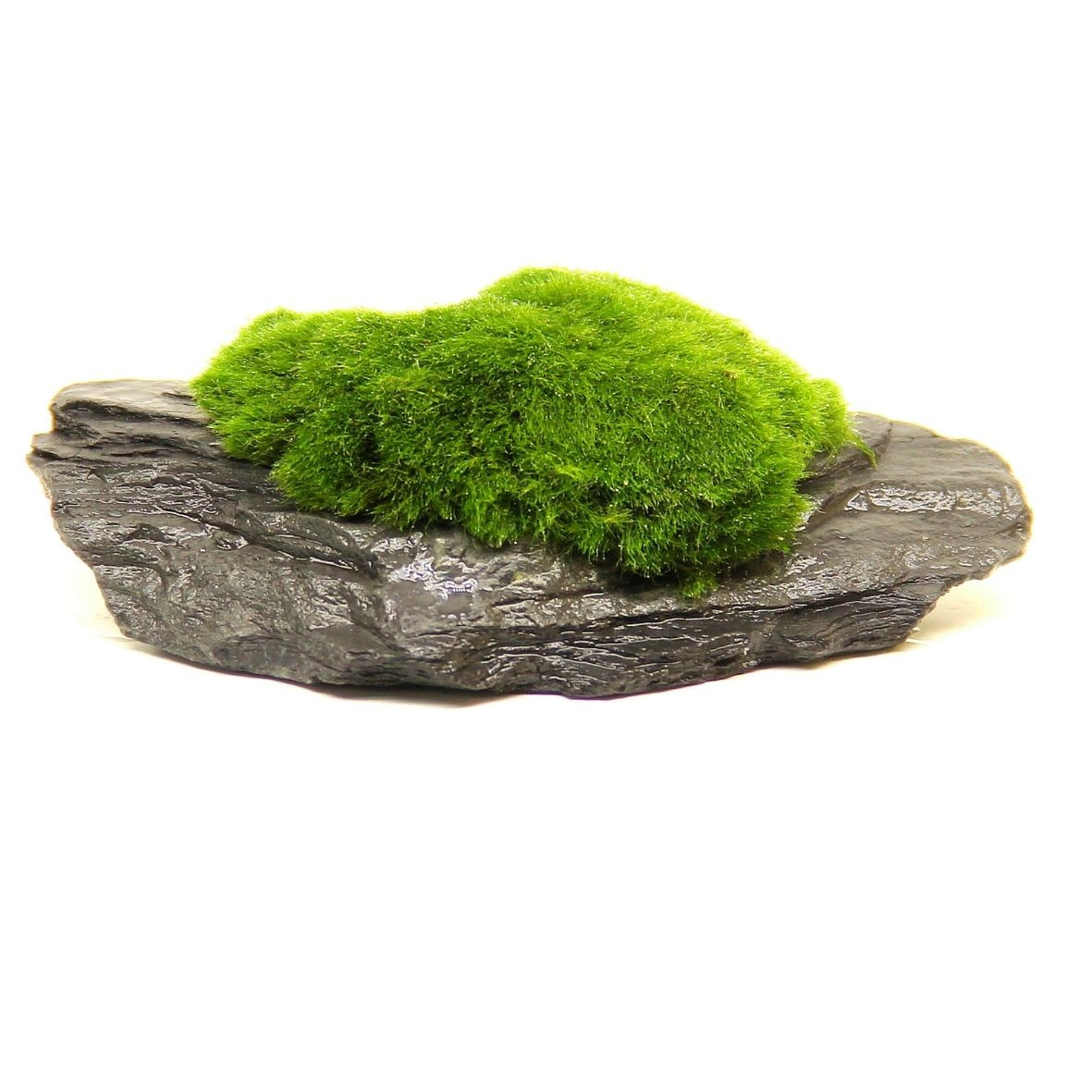 ALOHA Aegagropila auf Stein