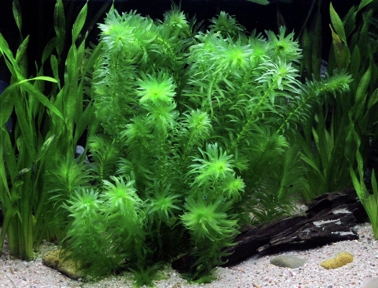 Das Bild zeigt eine üppige grüne Wasserpflanze der Marke ALOHA, die speziell für Aquarien geeignet ist. Die Pflanze ist dicht gewachsen und bietet Fischen und anderen Aquarienbewohnern Versteckmöglichkeiten. Sie ist ideal für Süßwasseraquarien und trägt z