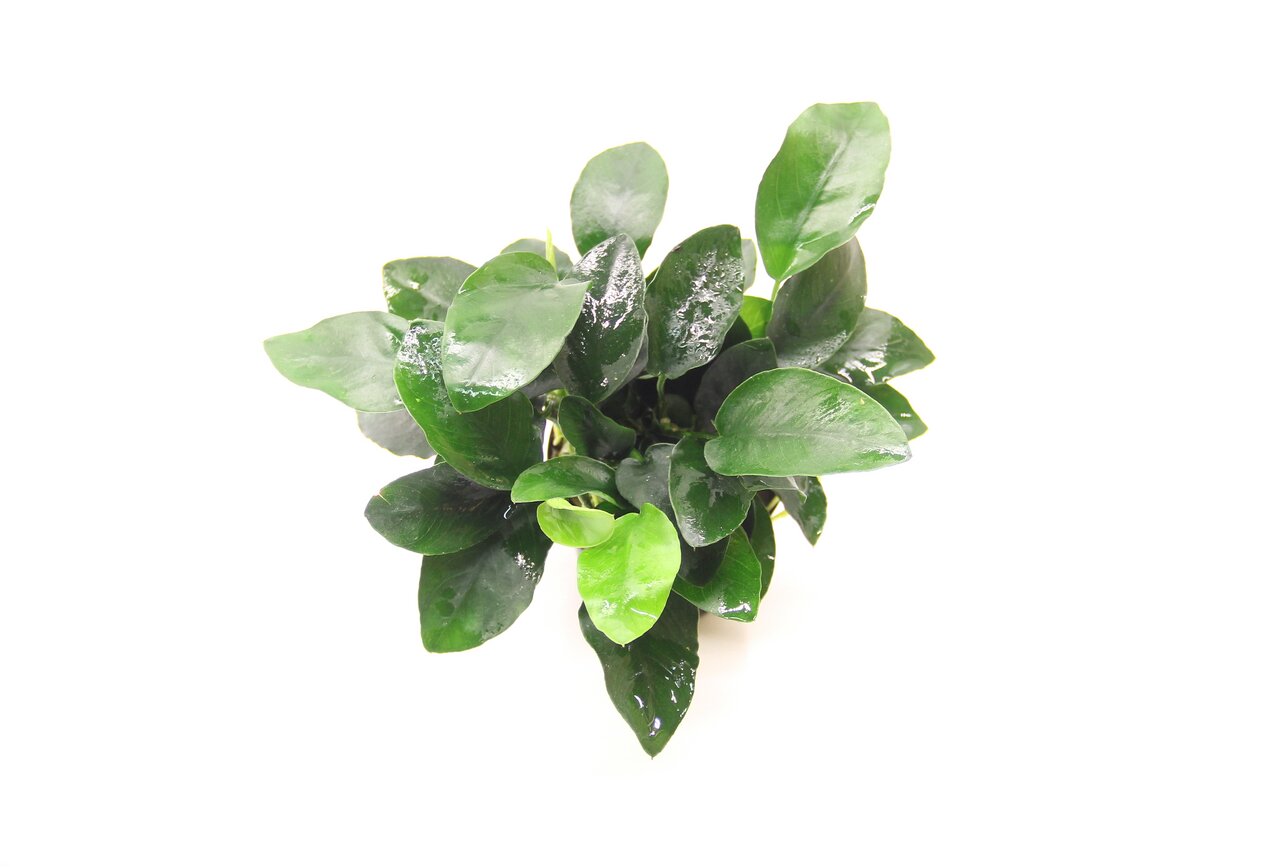 ALOHA Aquarienpflanze, für Aquarienliebhaber, dichte glänzende Blätter, Versteckmöglichk. für Fische, verbessert Wasserqualität.