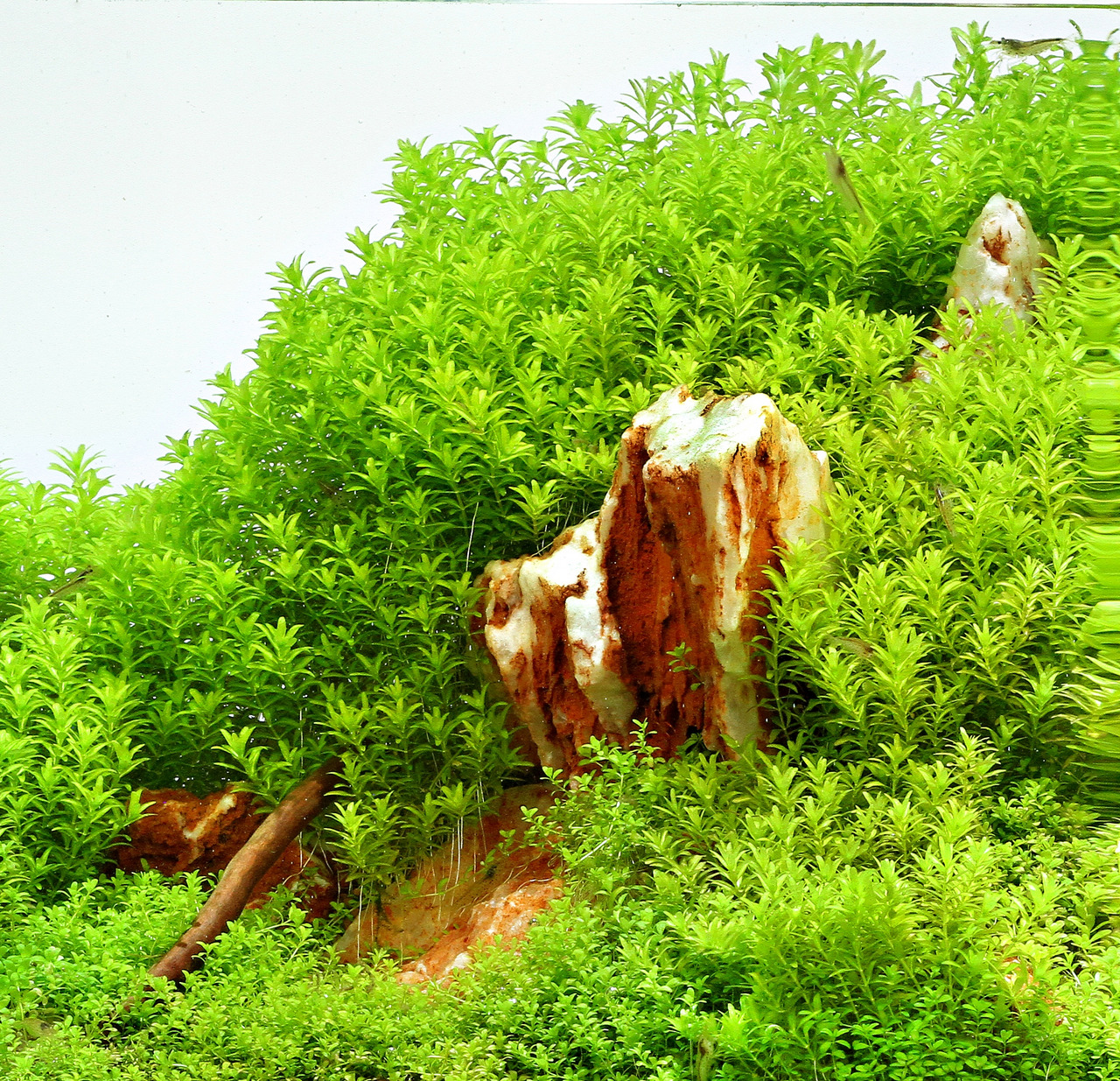 Üppige Aquarienlandschaft mit grünem Pflanzenwuchs, rot-weißen Steinen u. Ast im Vordergrund für natürliche Optik.