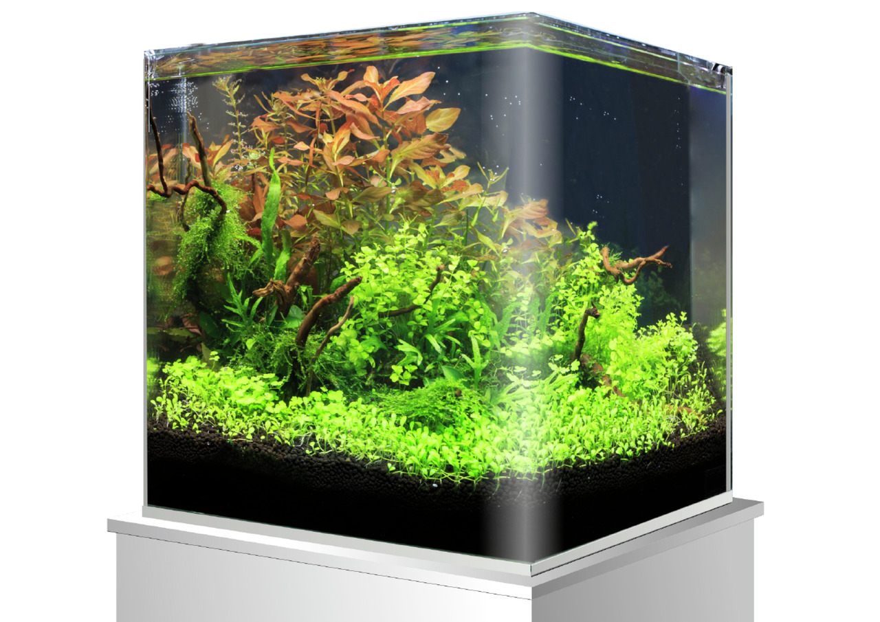 Amtra Aquarium, sechseckig, für Aquaristik-Fans, mit grünen-roten Pflanzen, natürl. Unterwasserlandschaft, auf weißem Sockel.