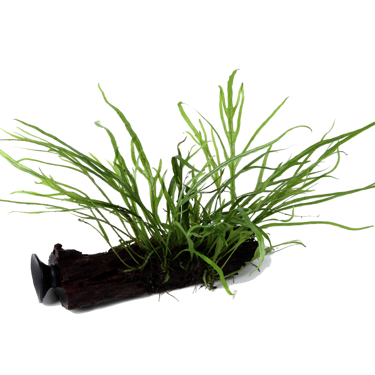 Das Bild zeigt eine Aquarienpflanze der Marke Tropica, befestigt auf einem dekorativen Holzstück mit Saugnapf. Die Pflanze ist grün, filigran und eignet sich ideal für Süßwasseraquarien. Sie bietet Fischen und Garnelen Versteckmöglichkeiten und trägt zur 