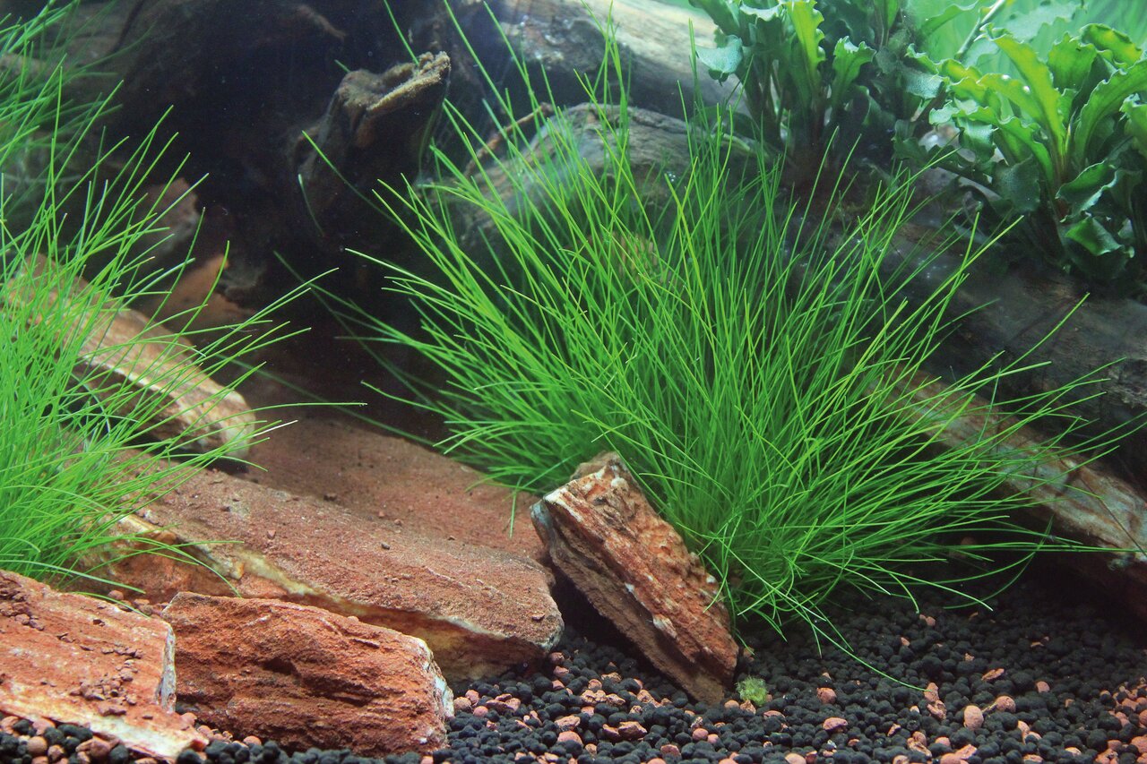 Aquarium-Deko: Eleocharis acicularis, grasartige Wasserpflanzen, ideal f. Fische, auf Kiesboden mit Steinen-Holz, naturnah.