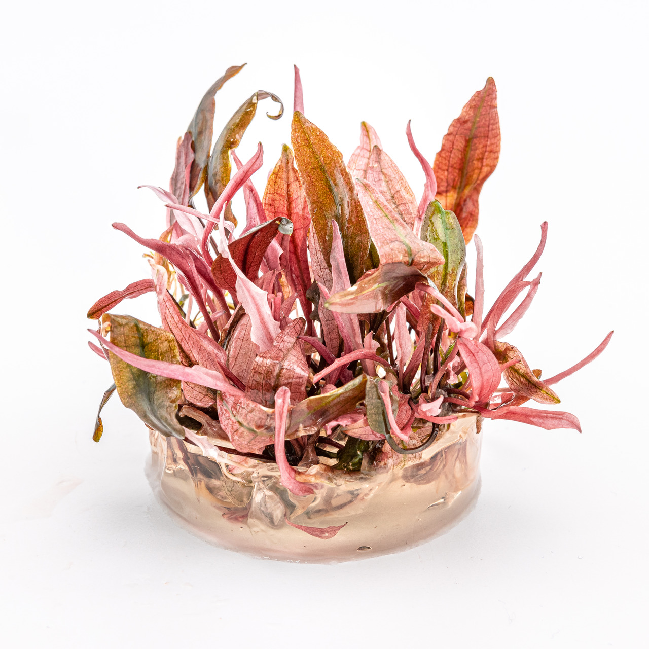 ALOHA Cryptocoryne FLAMINGO