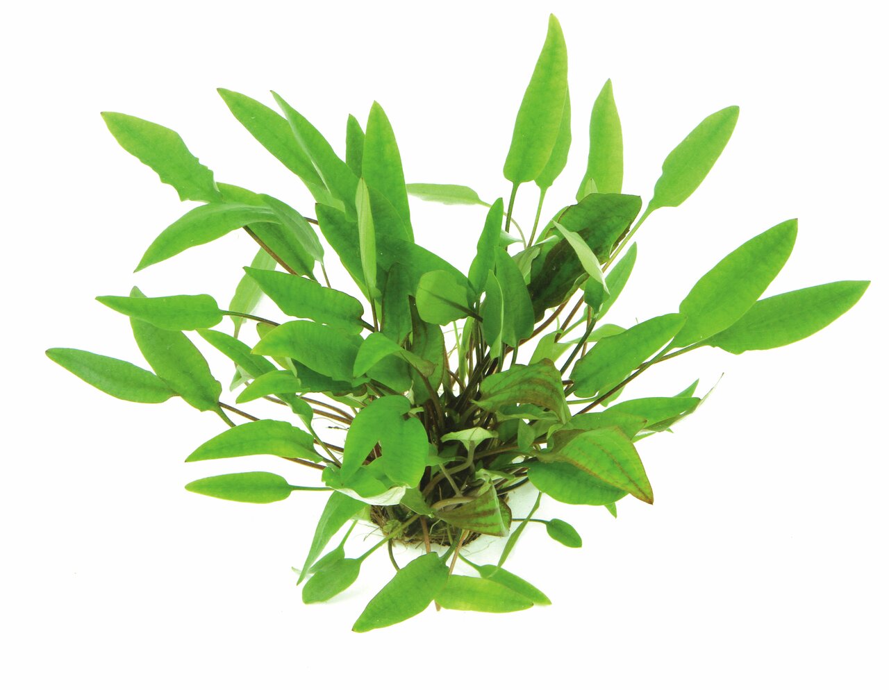 ALOHA Wasserpflanze, ideal für Süßwasseraquarien, Dekoration & Versteck für Fische, längl. Blätter, hell- bis dunkelgrün.