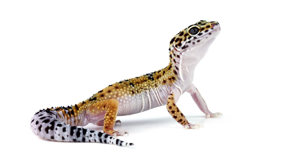 Leopardgecko vor weißem Hintergrund