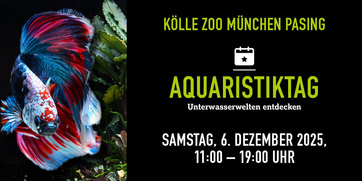 Bunter Kampffisch, Text bewirbt Aquaristiktag am 06.12.2025.