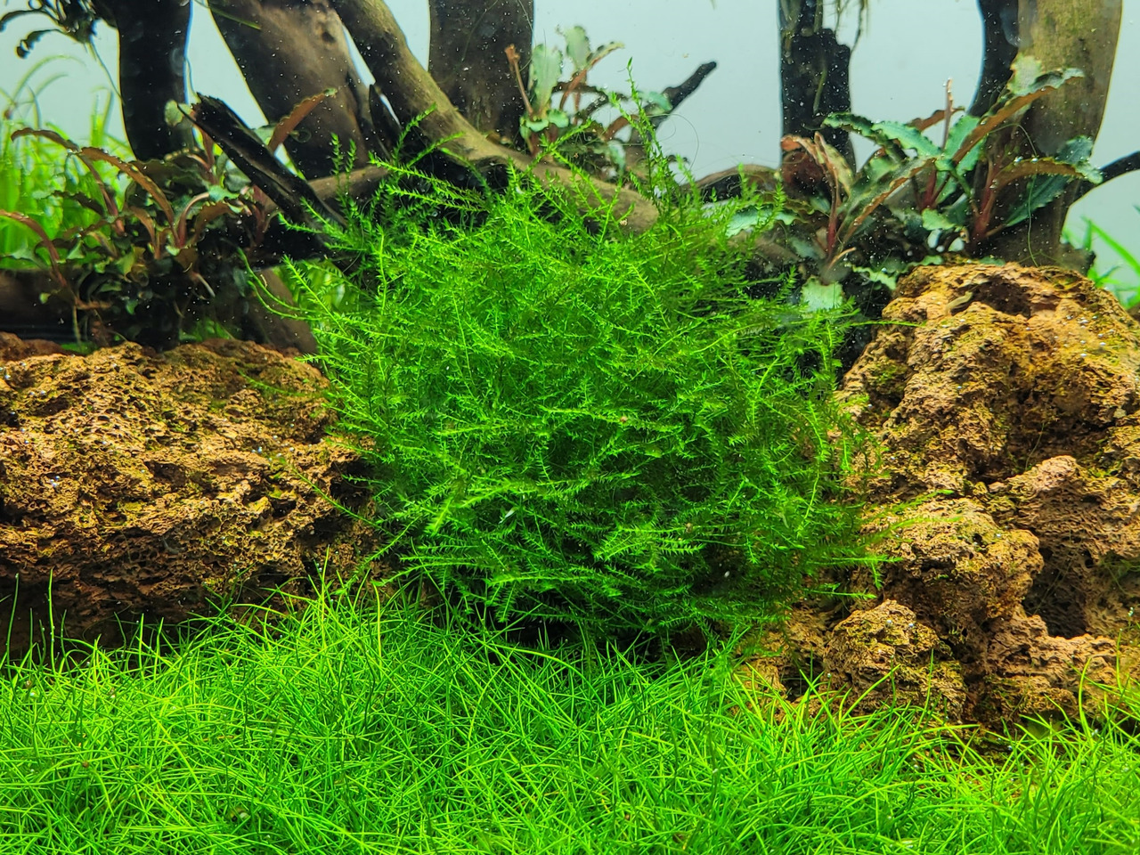 Tropica Wasserpflanze, ideal für Aquarienliebhaber, dicht gewachsen, für nat. Unterwasserlandschaft, dekorativ mit Steinen & Holz.