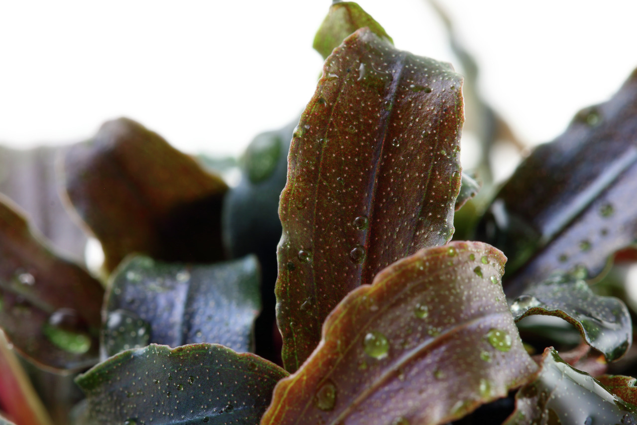 Tropica Aquarienpflanze, Süßwasser, dunkelgrün-rötliche Blätter, nat. Deko & O2-Versorgung, EAN: 5703249139207.