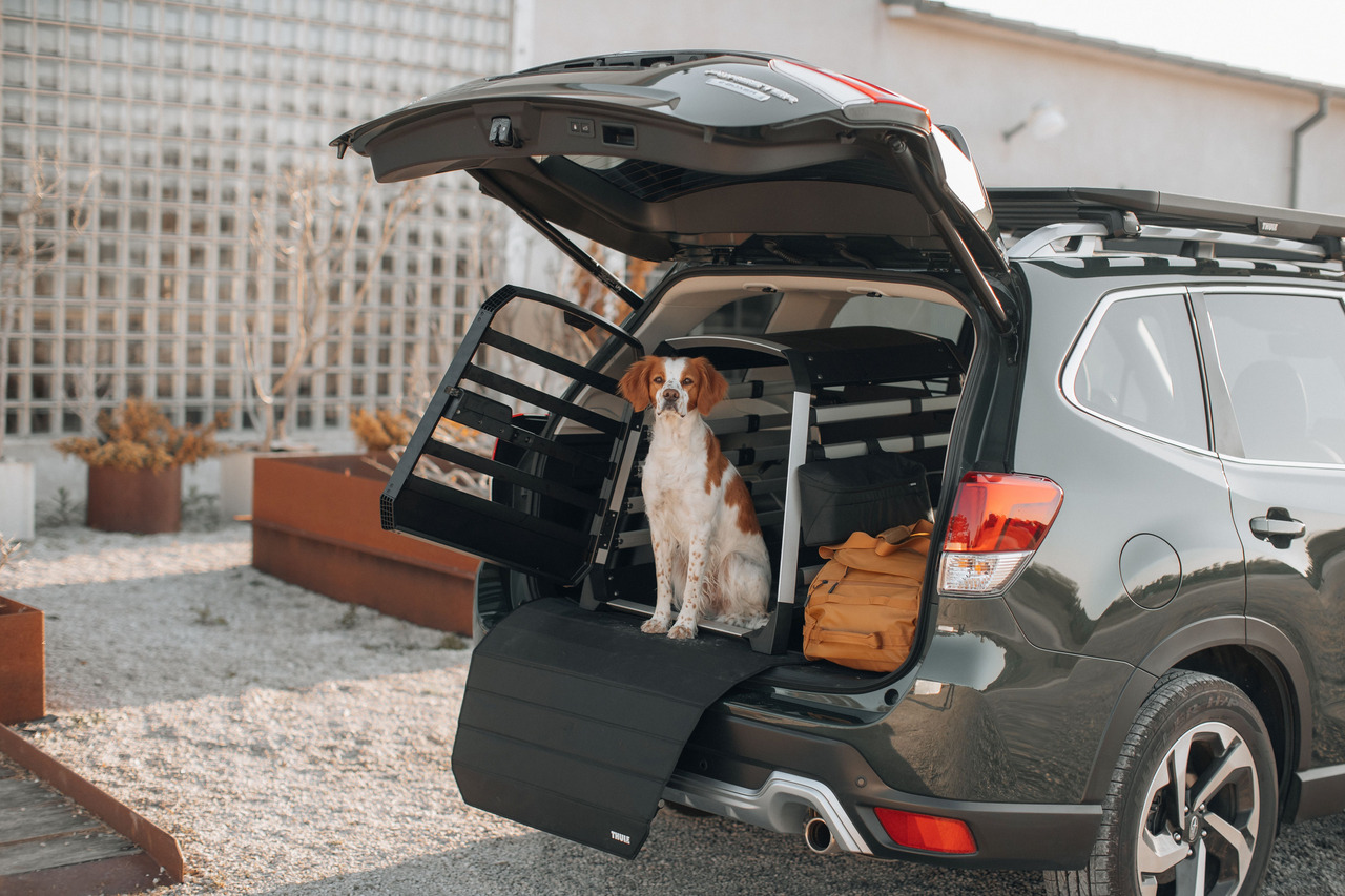 Mittelgroßer braun-weißer Hund im Kofferraum eines silbernen SUVs mit Thule-Hundegitter, Tasche & Rucksack auf Kiesplatz.