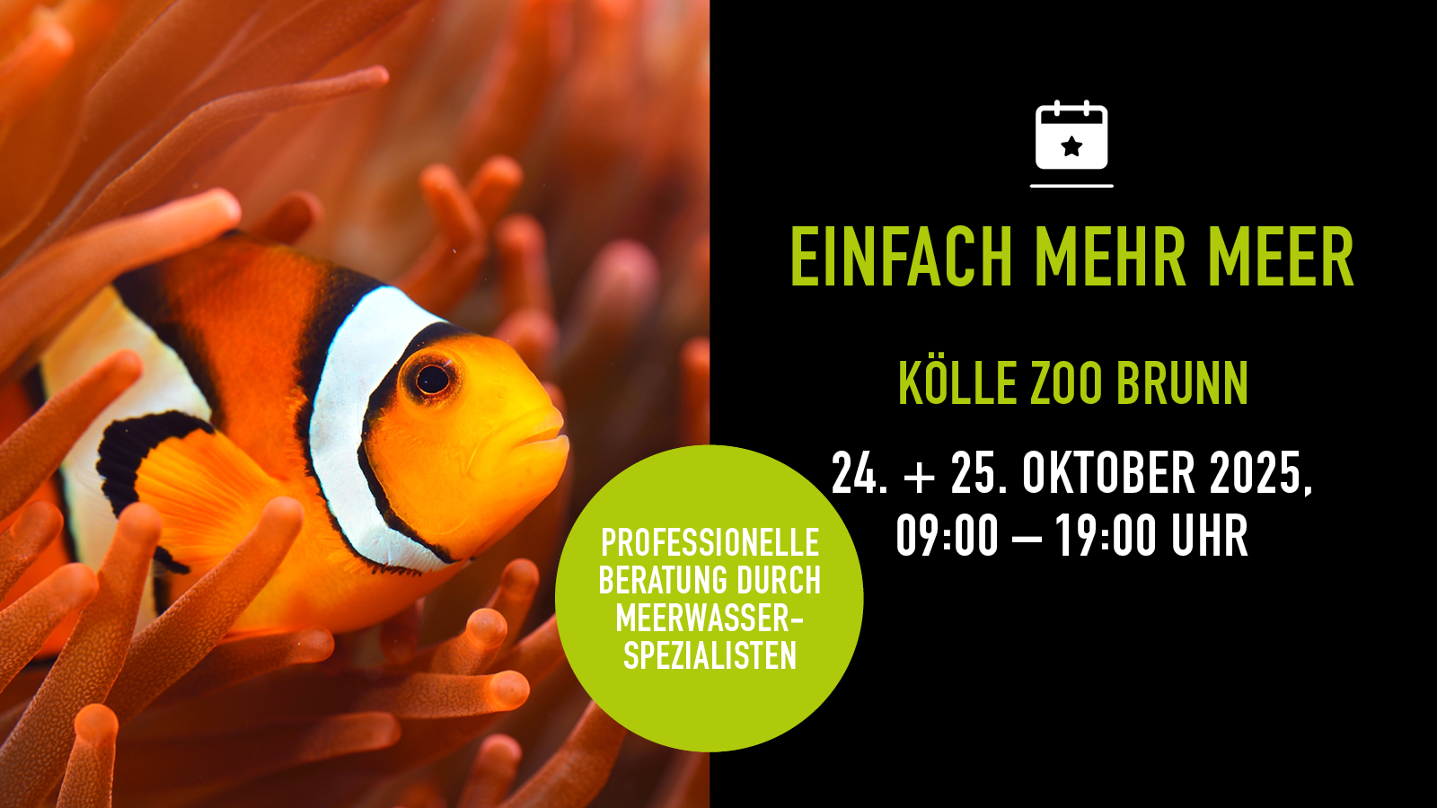 Clownfisch im Anemonenriff, Infos zum Meerwasserevent bei Kölle Zoo Brunn.