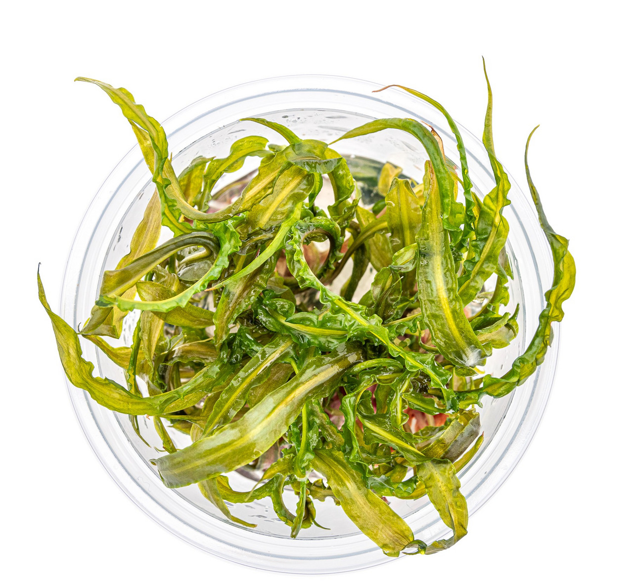 Transparente Plastikschale mit frischen, grünen Wasserpflanzen, geeignet für Aquarien/Teiche, als Deko oder Nahrung für Wasserbewohner.