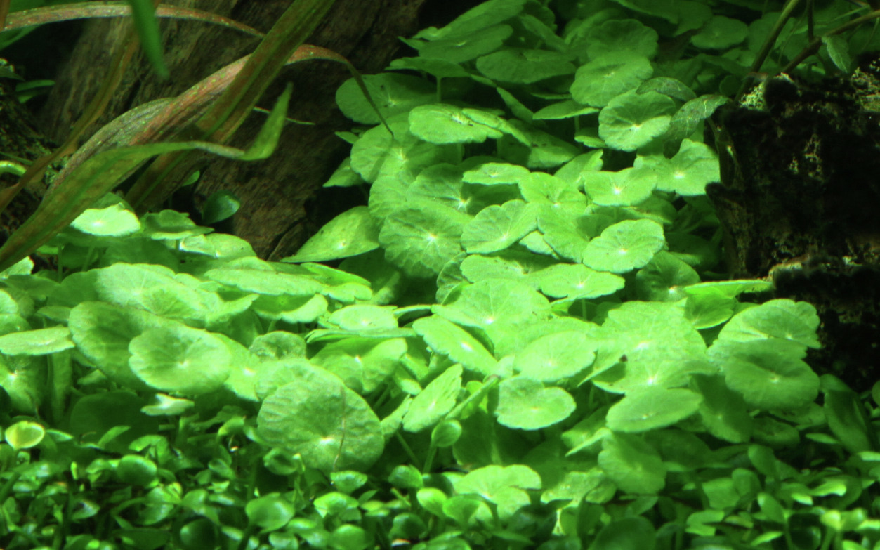 Tropica Hydrocotyle verticillata, Aquarienpflanze, Süßwasser, leuchtend grüne Blätter, Bodendecker, natürliche Optik.