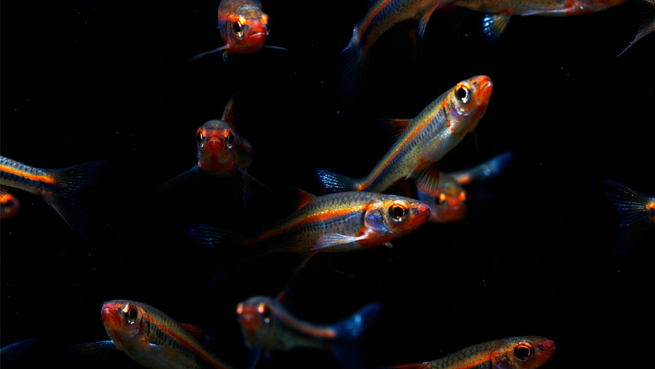 Mehrere Ziersalmler mit rotem Streifen auf schwarzem Hintergrund
