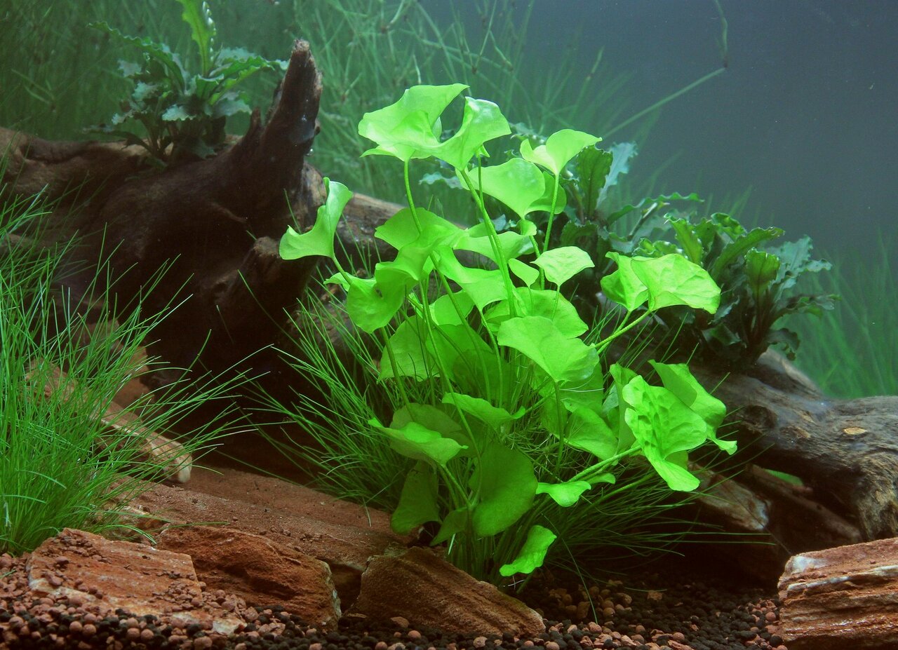 Anubias barteri var. nana, leuchtend grüne Blätter, ideal für Süßwasseraquarien, dekoratives Holz, natürliche Unterwasserumgebung.