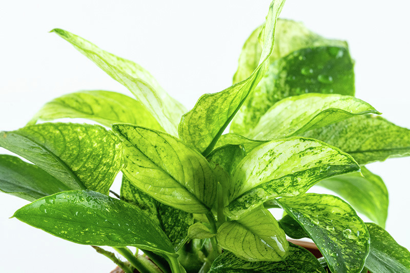 Tropica Zimmerpflanze, glänzende Blätter mit hell-/dunkelgrünen Mustern, tropisches Flair, ideal für Innenräume.