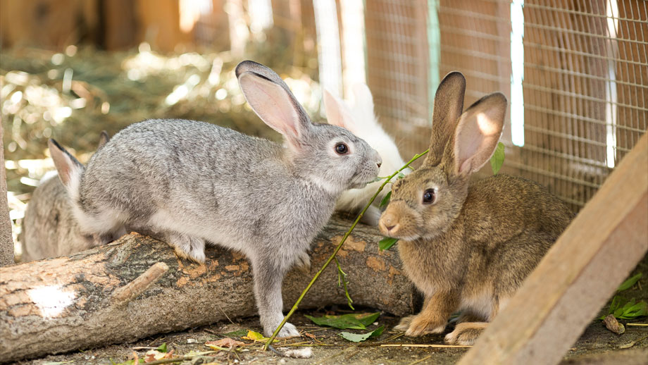 Ein graues und ein braunes Kaninchen sitzen nebeneinander