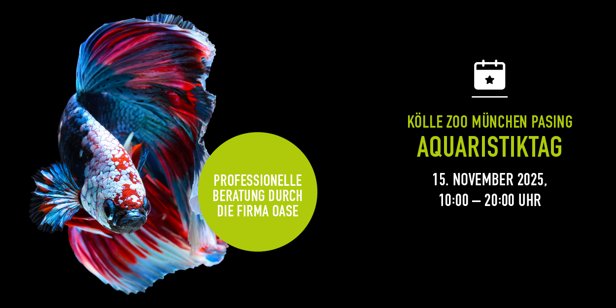 Bunter Kampffisch, Text bewirbt 20% Rabatt und Aquaristiktag am 15.11.2025.