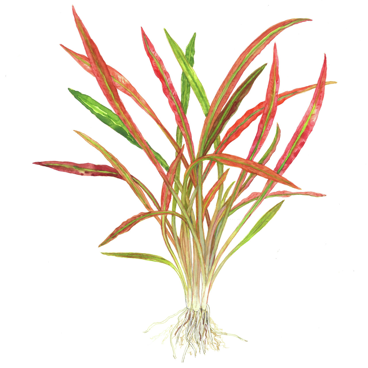 Tropica Cryptocoryne Flamingo, für Aquarienliebhaber, rosa-rote Blätter, ideal für Süßwasseraquarien, lebendige Farbnote.