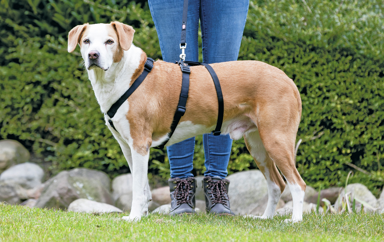 TRIXIE Hundegeschirr, für mittelgroße Hunde, schwarz, hoher Tragekomfort durch breite Gurte & sicheren Sitz.
