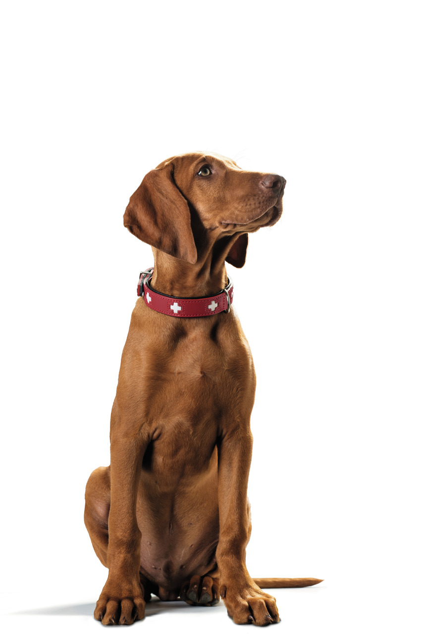 Ein brauner Hund mit kurzem Fell sitzt vor einem weißen Hintergrund und trägt ein rotes Halsband der Marke HUNTER mit weißen Kreuzmotiven. Das Halsband ist für Hunde geeignet und kombiniert stilvolles Design mit Funktionalität. Es bietet Komfort und Siche