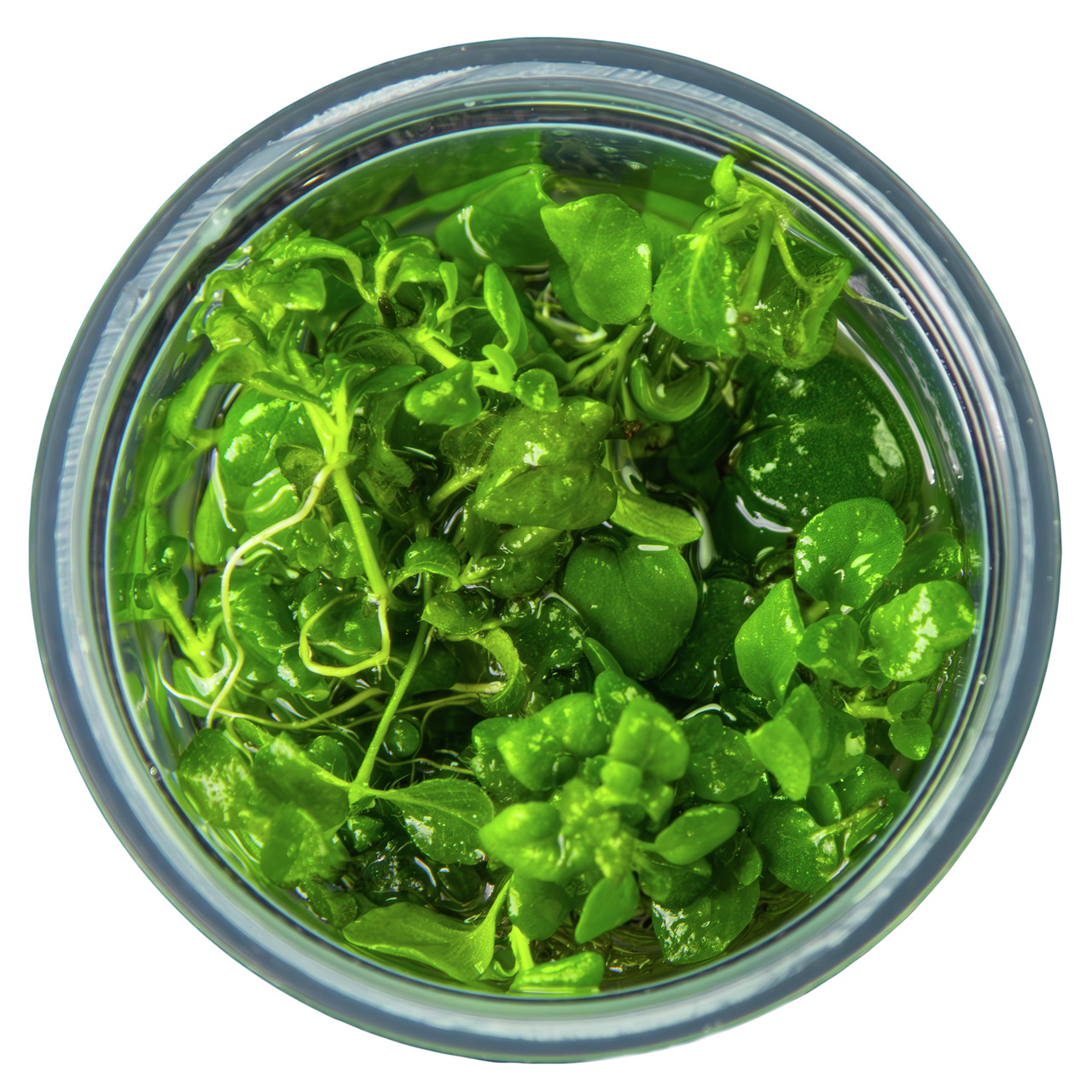 Tropica Wasserpflanzen, für Aquarienliebhaber, in klarer Flüssigkeit, ideal für Süßwasseraquarien, fördert gesundes Ökosystem.