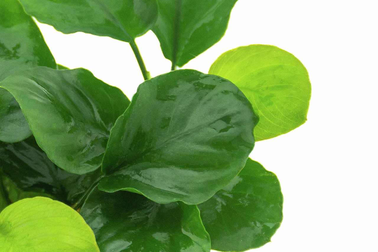 ALOHA Anubias barteri COIN LEAF