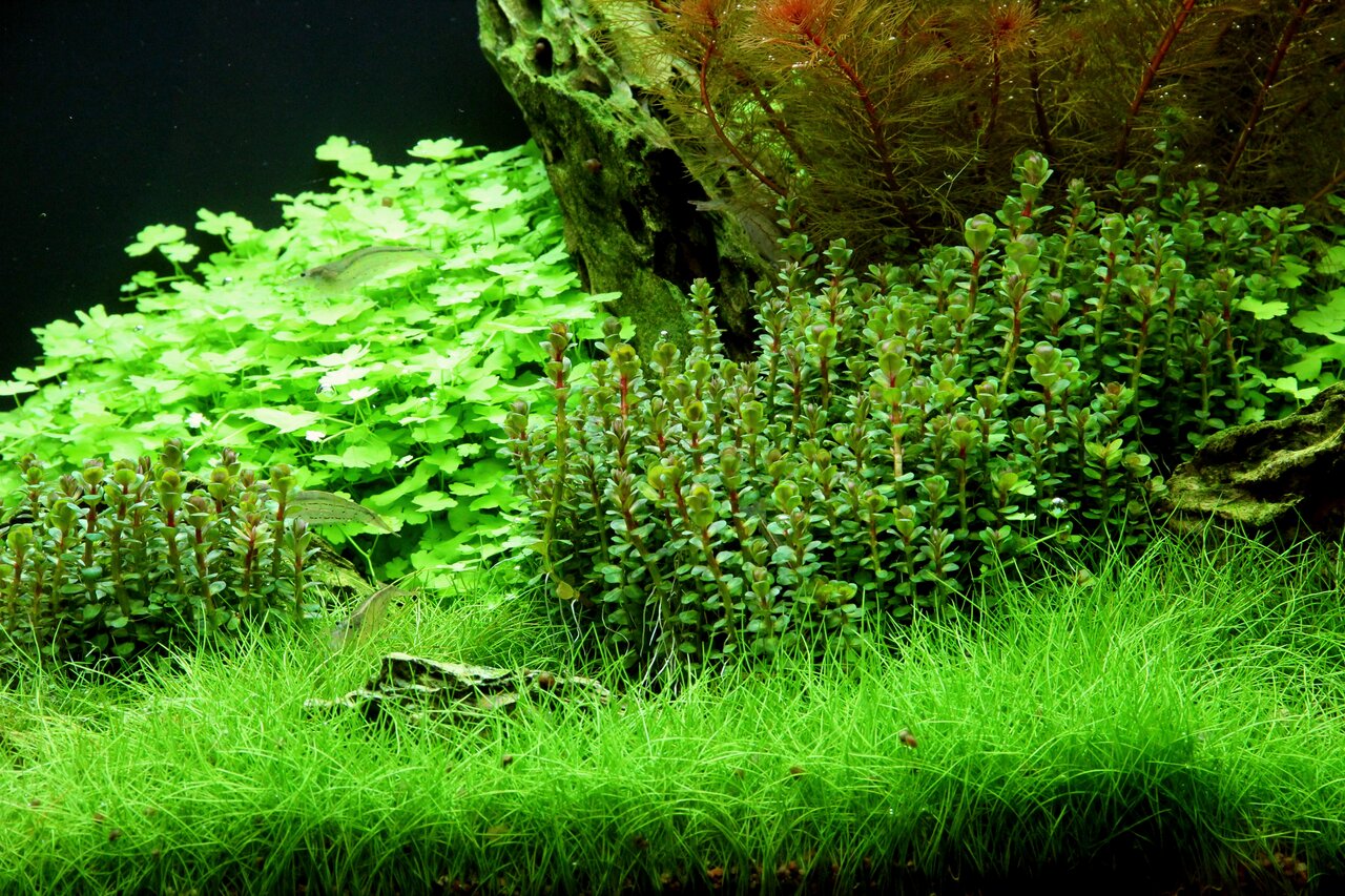 Üppig bepflanztes Aquarium: dichter grüner Teppich im Vordergrund, größere Pflanzen mit roten-grünen Blättern im Hintergrund.