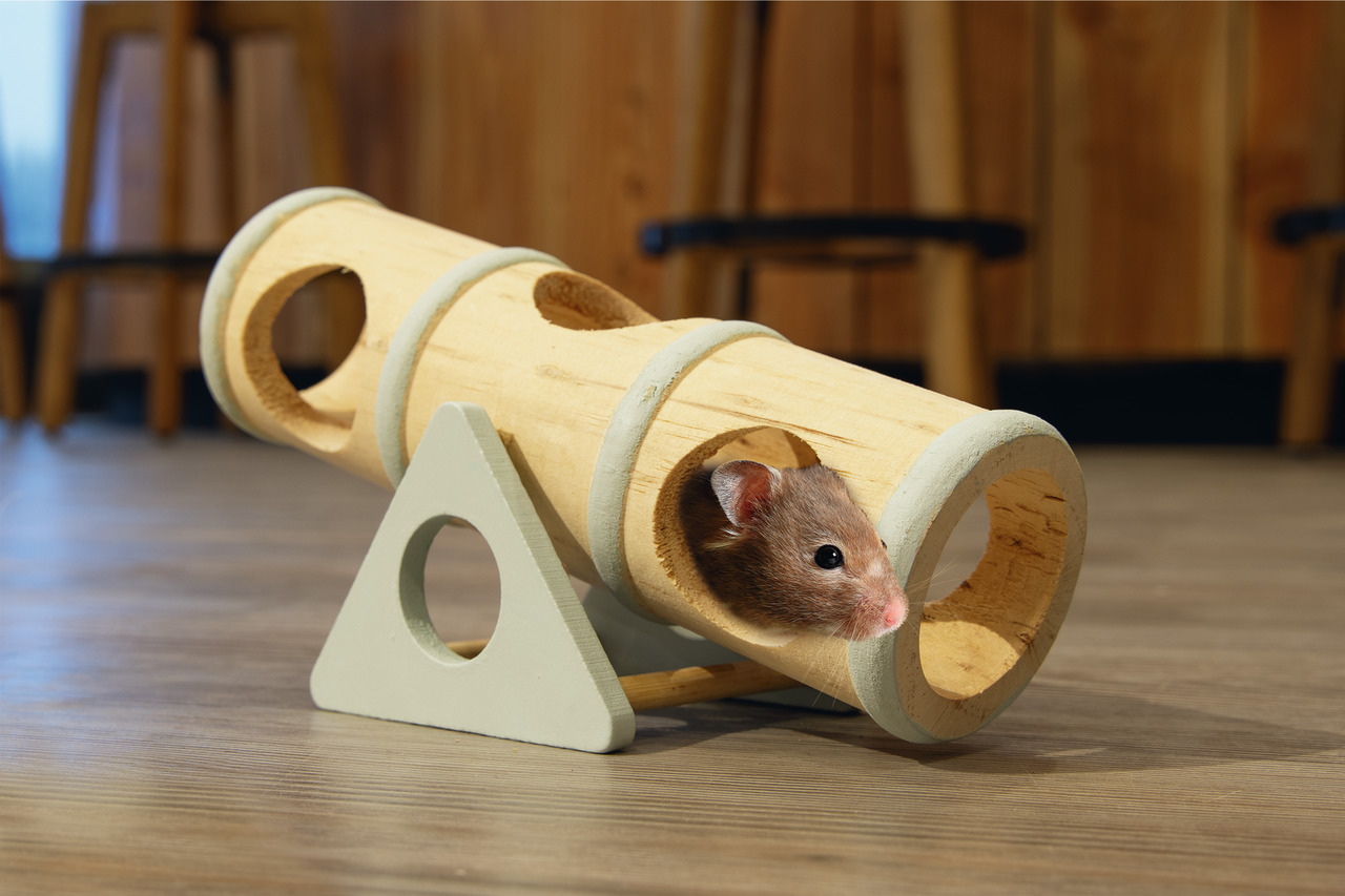 Beeztees Holzspielzeug für Hamster: Natürlicher Spieltunnel aus Holz mit Öffnungen, auf dreieckigem Standfuß. Fördert Aktivität.
