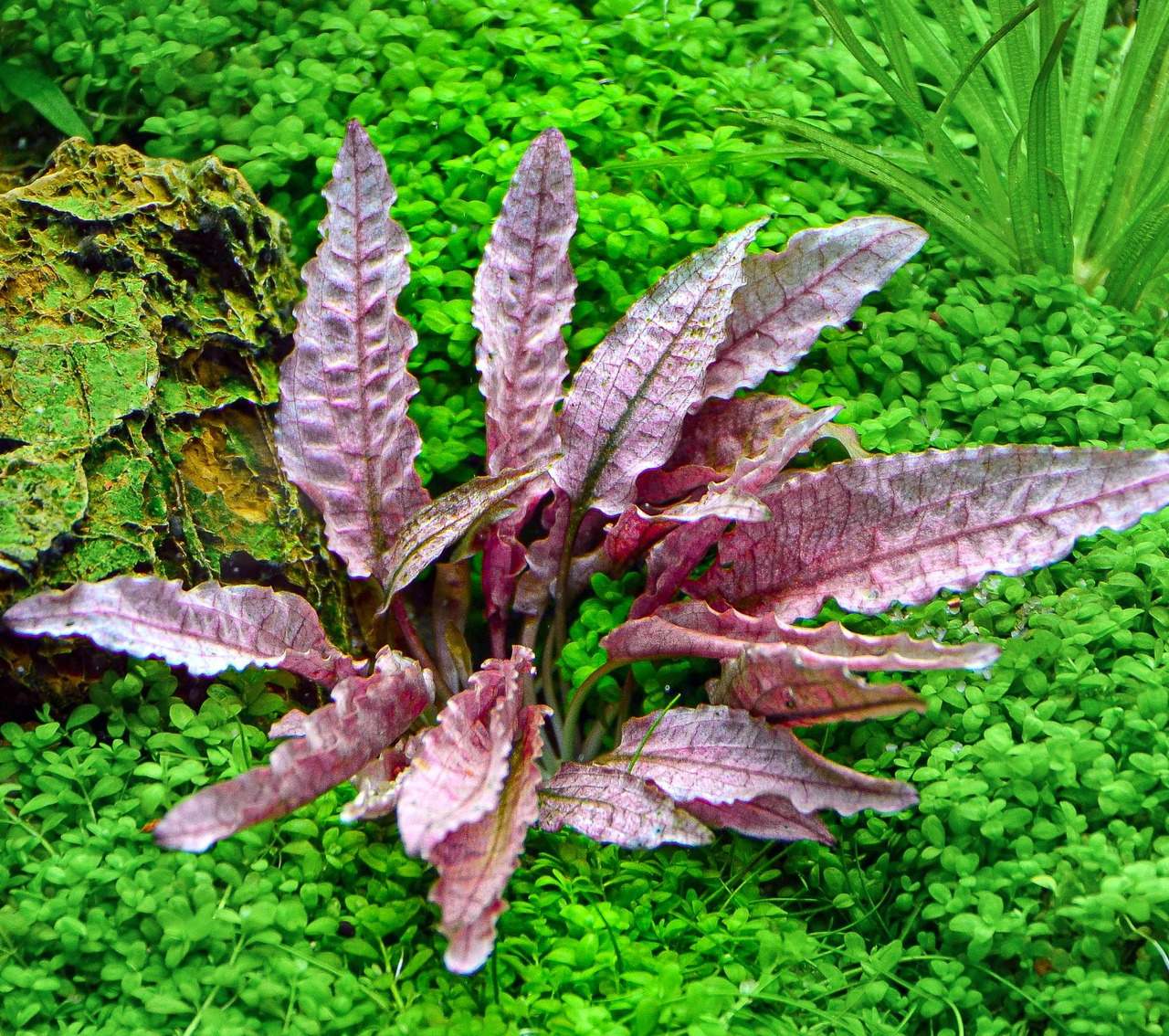 Cryptocoryne Flamingo, Aquarienpflanze, rosa-rötliche Blätter, gewellte Ränder, ideal für Süßwasseraquarien & Aquascaping.