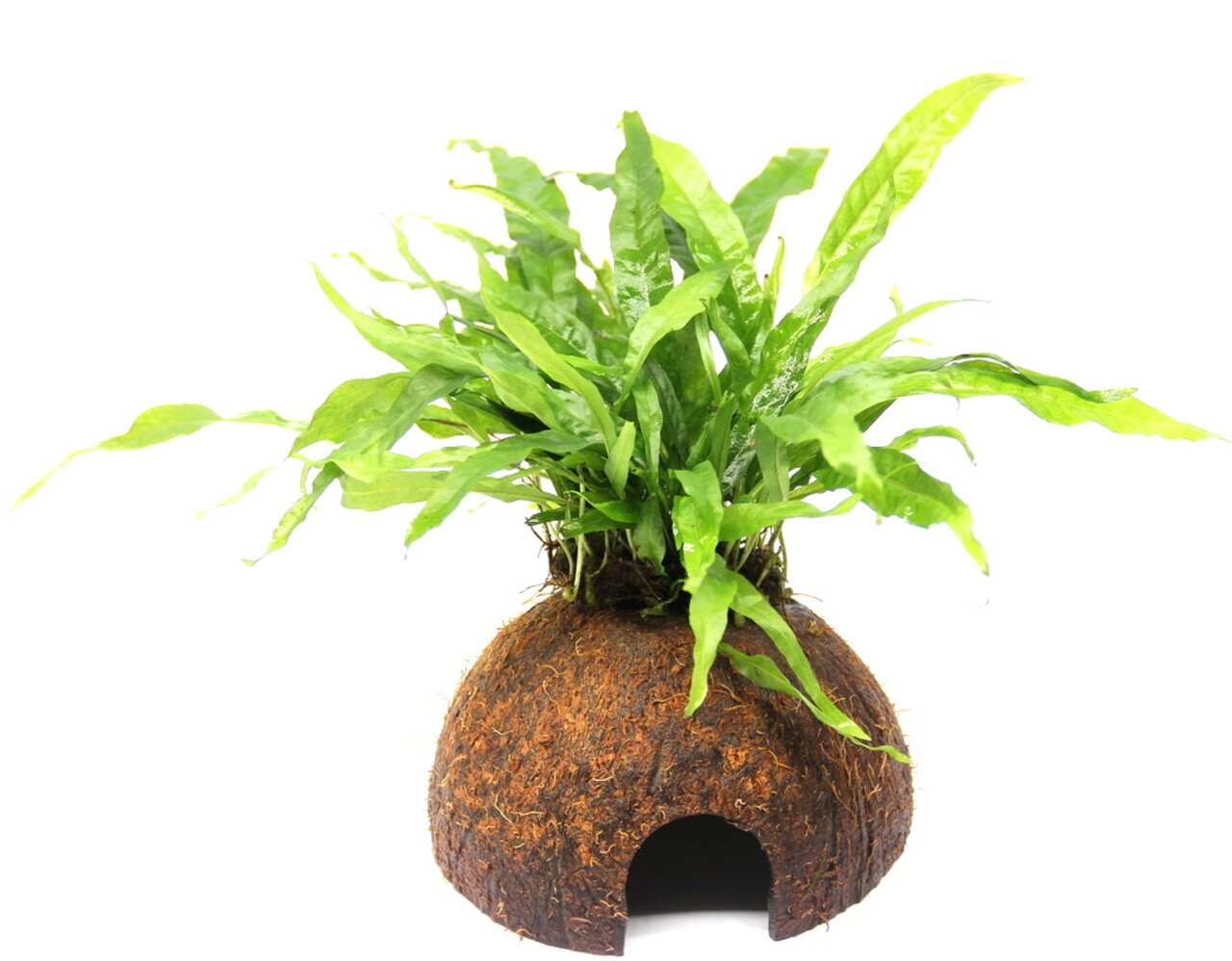 Das Bild zeigt ein dekoratives Aquarien-Accessoire der Marke ALOHA. Es handelt sich um eine halbrunde Kokosnusshöhle mit einer darauf wachsenden grünen Wasserpflanze. Dieses Produkt ist ideal für Aquarienbewohner wie Fische oder Garnelen, da es Versteckmö