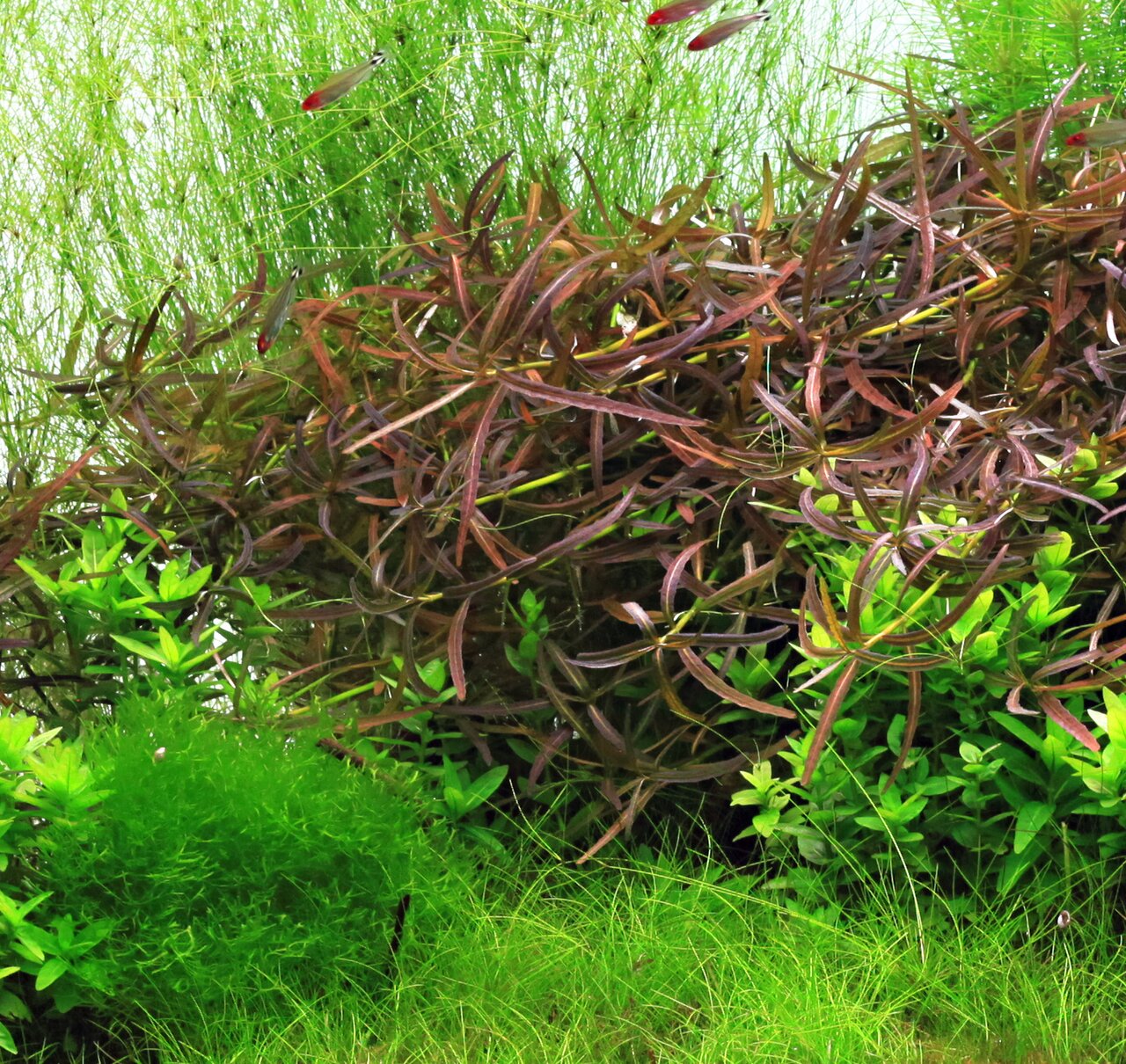 Üppig bepflanztes Aquarium mit grünen & rötlichen Pflanzen, kleinen Fischen mit roten Flossen – natürliche, lebendige Unterwasserwelt.