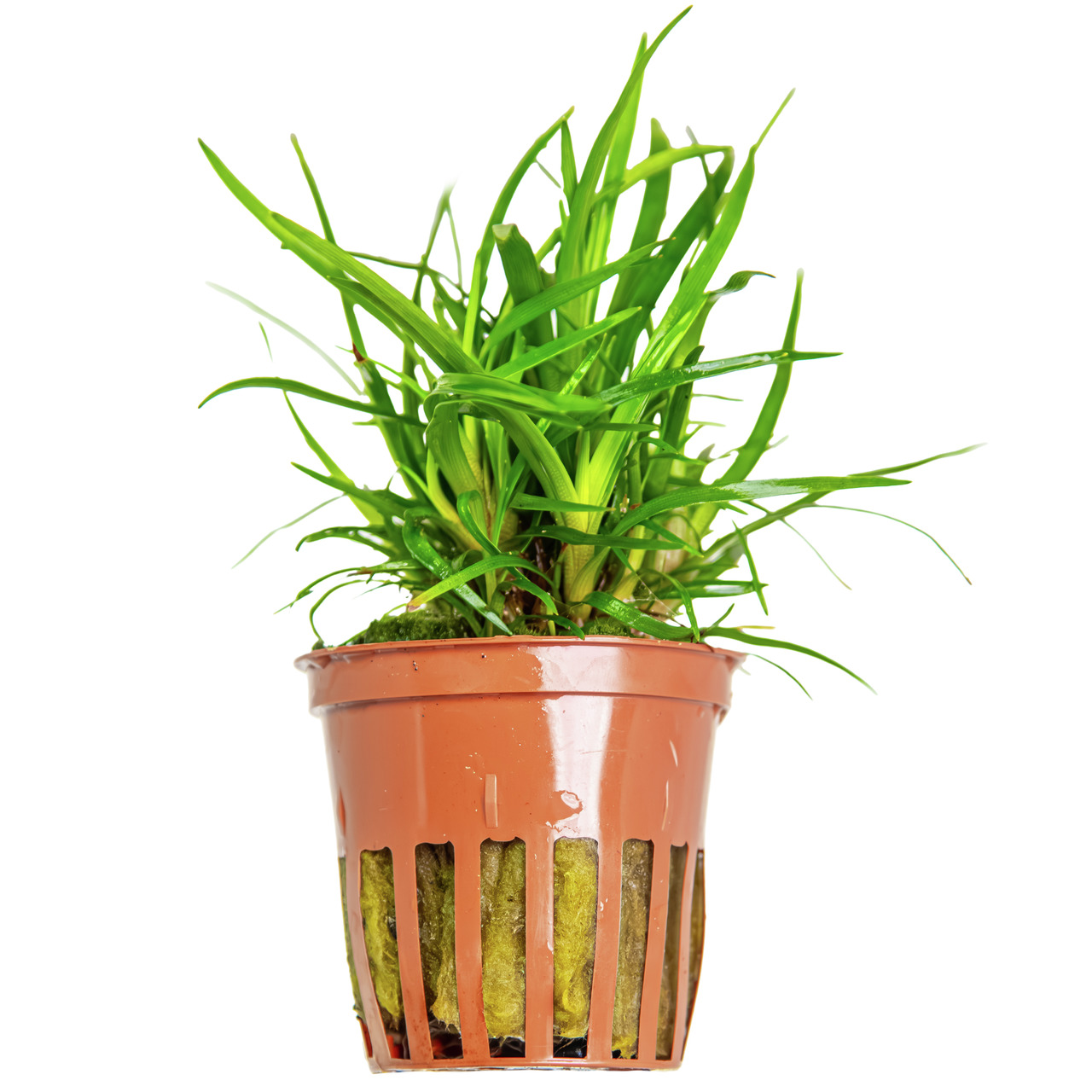 Tropica Wasserpflanze im Topf, für Aquarien, lange schmale Blätter, Substrat aus Steinwolle, EAN: 5703249000620.
