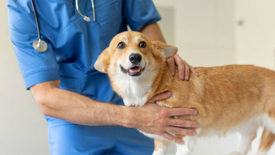 Corgi wird von Tierarzt untersucht