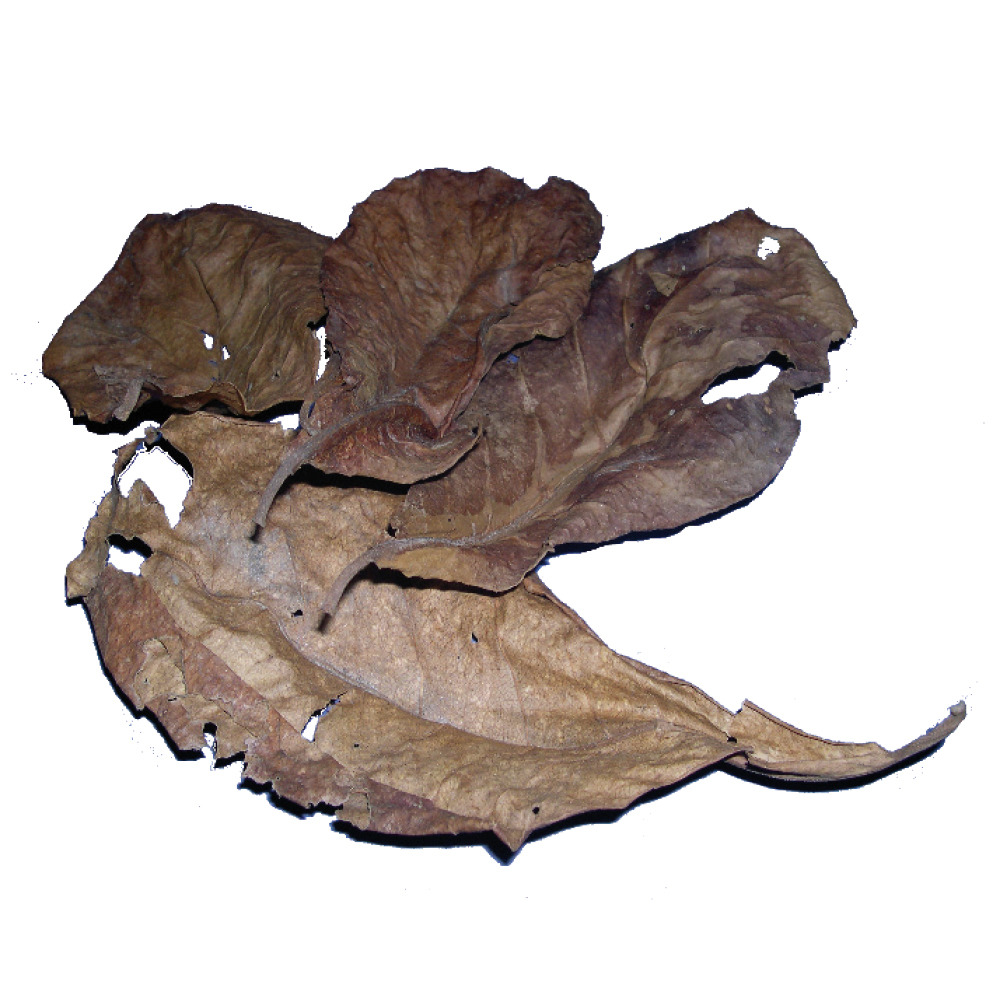 amtra catappa leafs S 30 Stück