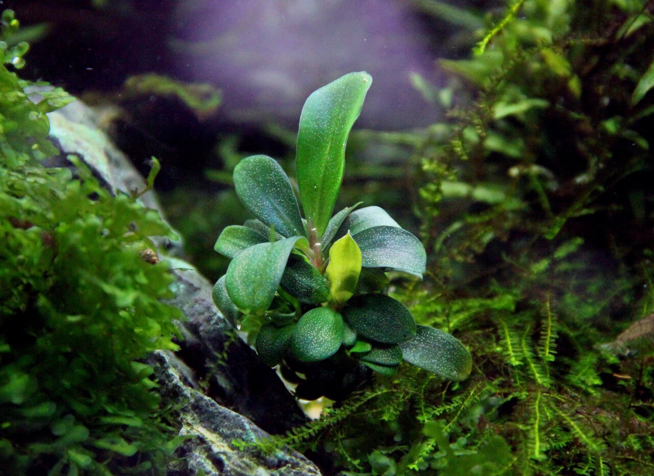 ALOHA Bucephalandra. sp. "Serimbu Brown" Cup C104
