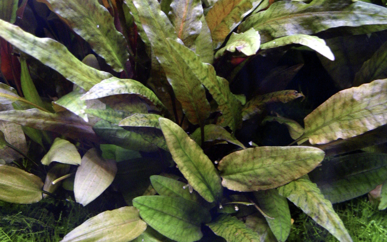 Tropica Echinodorus bleheri: Wasserpflanze für Süßwasseraquarien, breite grüne Blätter, Versteckmöglichk. für Fische, Sauerstoffspender.