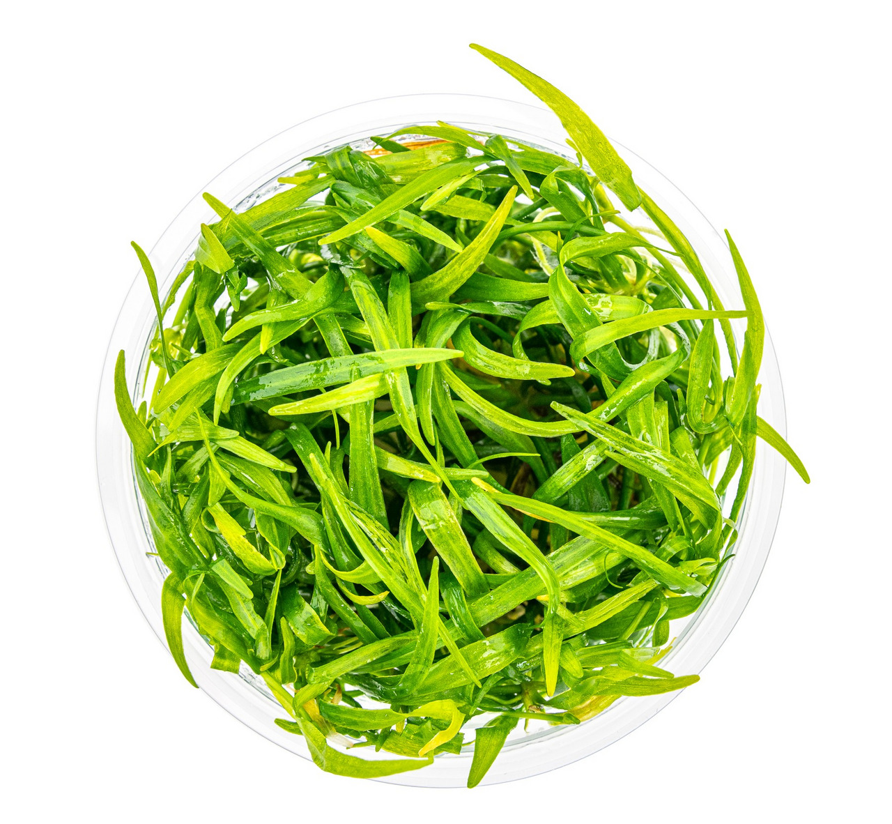 ALOHA Wasserpflanzenfutter, für Aquarienbewohner, saftig & glänzend, ideal für natürliche Ernährung, rundes Gefäß, EAN: 4251127240237.