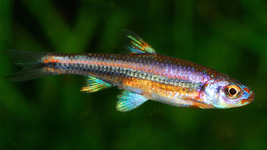 Einzelner Ziersalmler mit schimmerndem Körper, grüne Kulisse